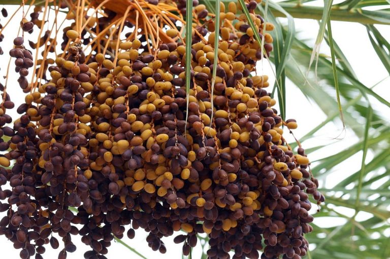 kedai borong kurma